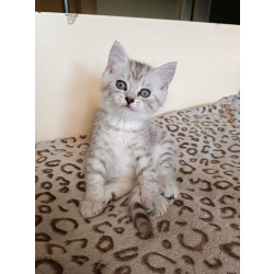 Котенок мальчик