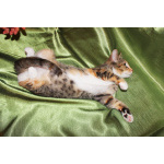 Котенок девочка трехцветная, 4 месяца, ищет дом.