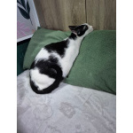 Котик Братик в добрые руки