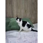 Котик Братик в добрые руки