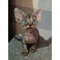 Необычно красивые котята