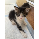 Котята в хорошие руки