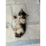 Котята в хорошие руки
