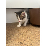Котята в хорошие руки