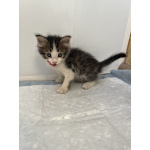 Котята в хорошие руки