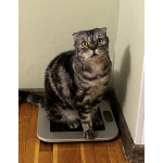 Кот и Кошка ищут новый дом