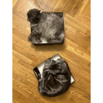 Кот и Кошка ищут новый дом