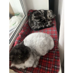 Кот и Кошка ищут новый дом