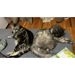 Кот и Кошка ищут новый дом