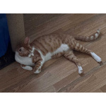 Кот-подросток Маркиз в добрые руки
