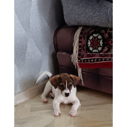 Джек рассел терьер