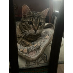 Коржик ищет дом!