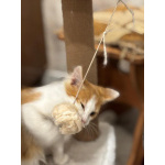 Рыжий котенок в добрые руки.