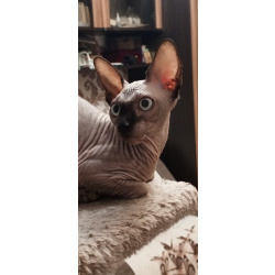 Котята канадского сфинкса