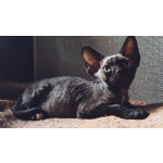 Котята Девон-Рекс