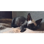 Котята Девон-Рекс
