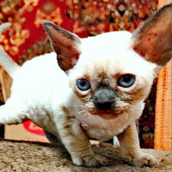 Котята Девон-Рекс