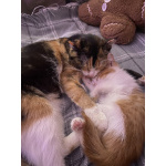 Рыжий котенок в добрые руки❤️