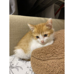 Рыжий котенок в добрые руки❤️