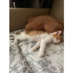 Рыжий котенок в добрые руки❤️