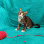 Маленькие красивые котята ищут дом