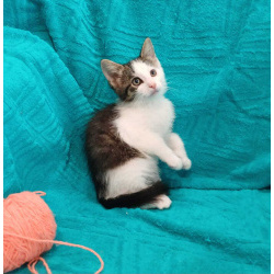 Маленькие красивые котята ищут дом