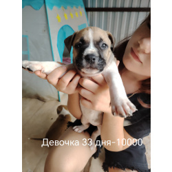 Продам щенков американского стафоршидского терьера
