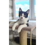 Смешной котёнок Коржик с мухой на носу ищет семью!