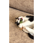 Смешной котёнок Коржик с мухой на носу ищет семью!