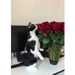 Смешной котёнок Коржик с мухой на носу ищет семью!