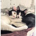 Смешной котёнок Коржик с мухой на носу ищет семью!