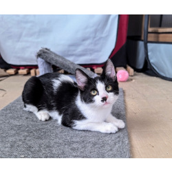 Смешной котёнок Коржик с мухой на носу ищет семью!