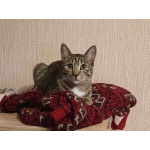 Ищет дом котик-философ