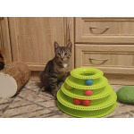 Ищет дом котик-философ