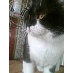 Британский кот приглашает на вязку