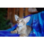 ориентальный котенок шоу класса