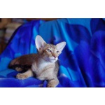 ориентальный котенок шоу класса