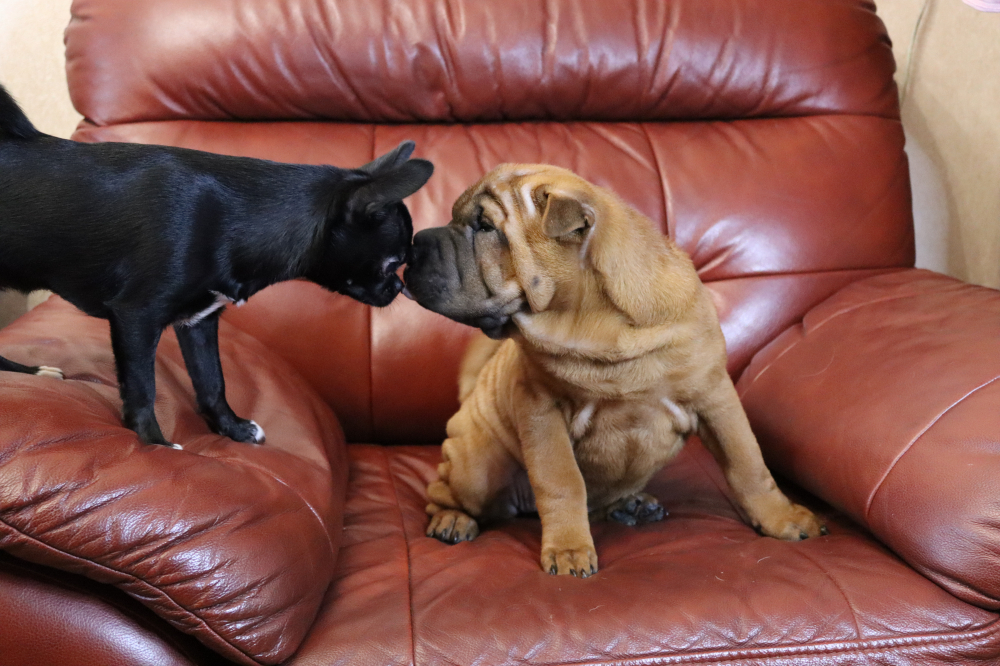 щенок шарпея девочека 3 месяца