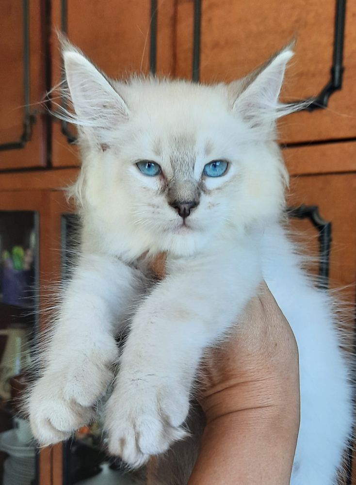 Котята МЕЙН-КУНЫ