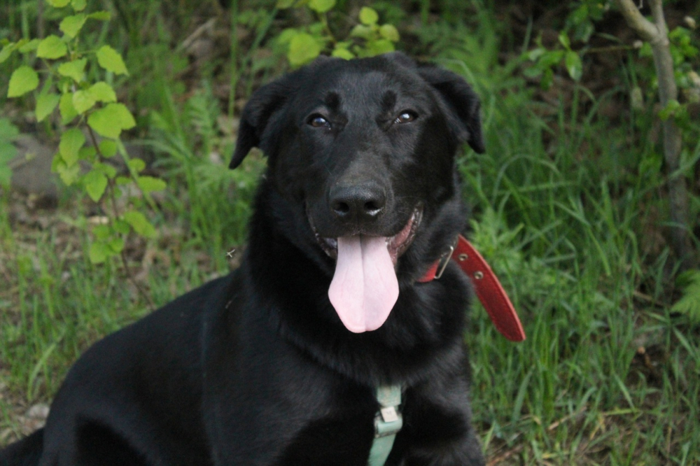 Красавец чёрный пёс