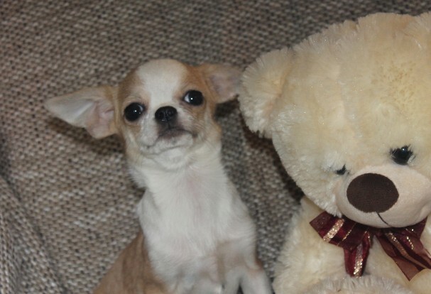 Девочка бело рыжик