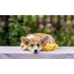 Малыши Корги. Только вет паспорта(WatSapp +79600991284)
