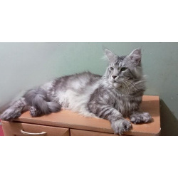 Кот мейн-кун 3 с пол.года