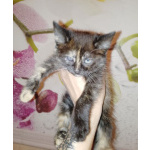 Котёнок Сонечка в добрые руки!