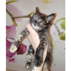 Котёнок Сонечка в добрые руки!