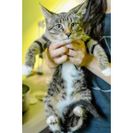 Застенчивый котенок Гриша ищет ласковые руки
