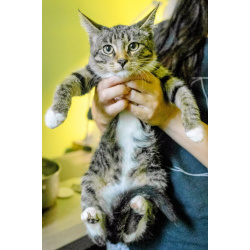 Застенчивый котенок Гриша ищет ласковые руки