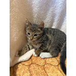 Котенок Гриша ищет дом!