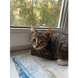 Котенок Гриша ищет дом!