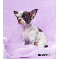 Щенки Чихуахуа